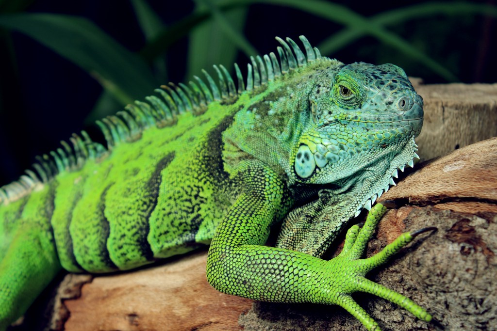 Lizard Squad hackers face cybercrime charges in Chicago | CyberScoop