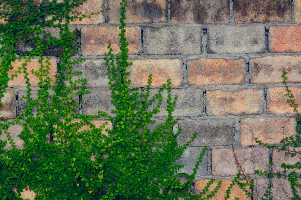 Creeping plant growing on a brick wall.